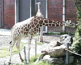 Канада зоопарк жирафы