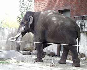 Канада зоопарк слон