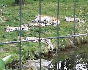 Канада зоопарк тигры