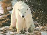 white bear in Canada Белый медведь Канада