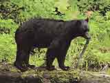 grizzly bear  Медведь гризли в Канаде